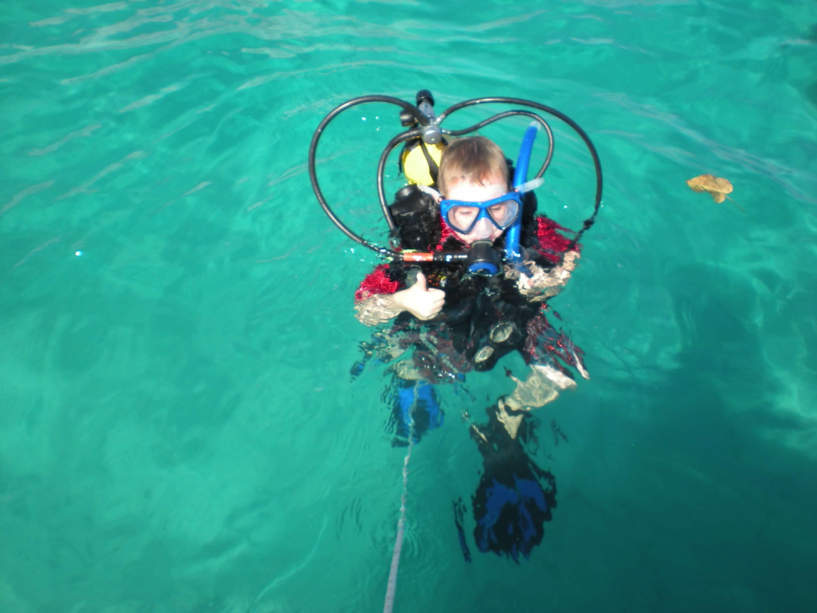 Scuba_bear